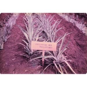 Vintage 1970s Hawaii Oahu Del Monte Pineapple Wahiawa Garden Photo Lot of 8